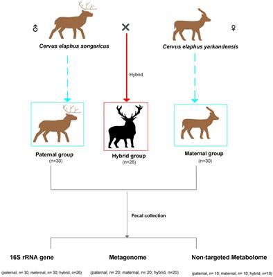 Hybridization alters red deer gut microbiome and metabolites